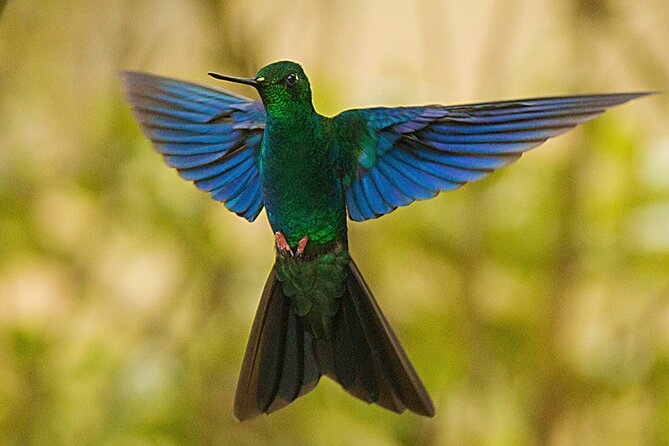 Nature and Birding Experience in Yanachocha Reserve - Birding Opportunities