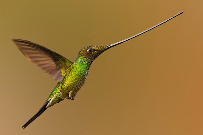 Nature and Birding Experience in Yanachocha Reserve - Lunch and Refreshments