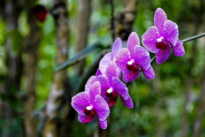 Nature and Sightseeing Tour at Phantasea Tropical Botanical Garden - About Your Stay