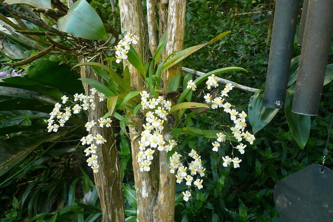 Nature and Sightseeing Tour at Phantasea Tropical Botanical Garden - Exploring the Garden