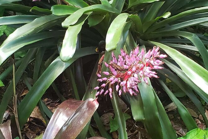 Nature and Sightseeing Tour at Phantasea Tropical Botanical Garden - Planning Your Visit