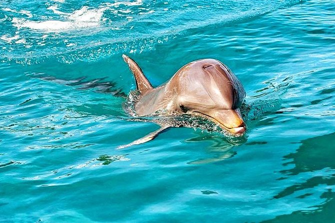 Nature Discovery Tour: Dolphins, Tortoises, the Wild South & More - Pricing and Inclusions