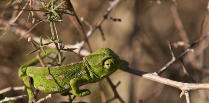 Nature Highlights Private Walking Tour With Transport - Important Information