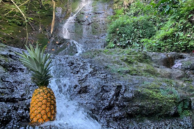 Nature Hike to Waterfall - Discovering Hawaiian Culture