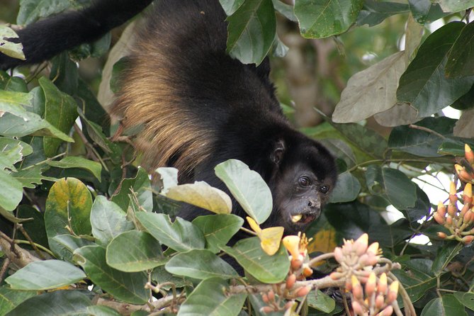 Nature History Tour. Tortuguero Canal & Cahuita National Park Shore Excursion - Cahuita National Park Visit