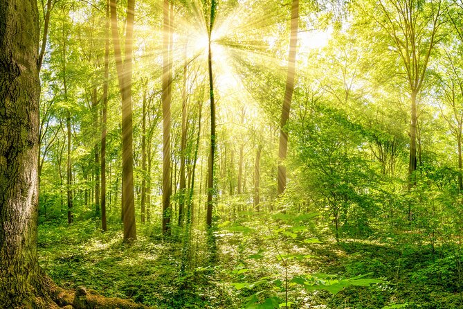 Nature Immersion Experience in Jupiter - Key Points