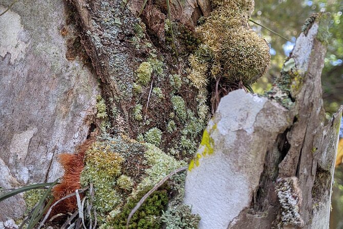 Nature Immersion Experience in Jupiter - Sipping Tea at the End