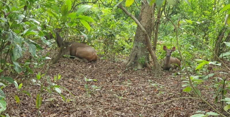 Nature Jungle Safari in Chitwan National Park 2 Night 3 Days - Key Points