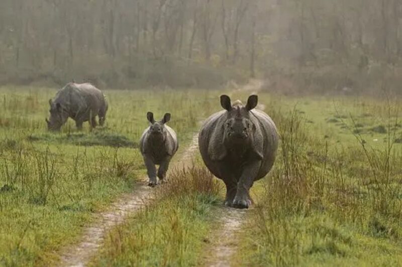 Nature Jungle Safari in Chitwan National Park 2 Night 3 Days - Exciting Safari Experiences