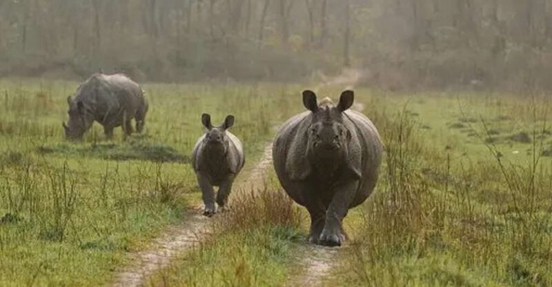 Nature Jungle Safari in Chitwan National Park 2 Night 3 Days - Inclusions and Exclusions