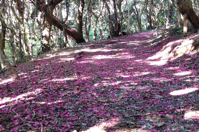 Nature Observation, Tumulus, Arts, Kobo Trails Tour of Sakushima - Bus From Nishio to Isshiki Port