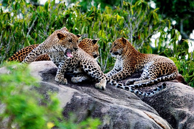 Nature Sri Lanka - Provider and Rating