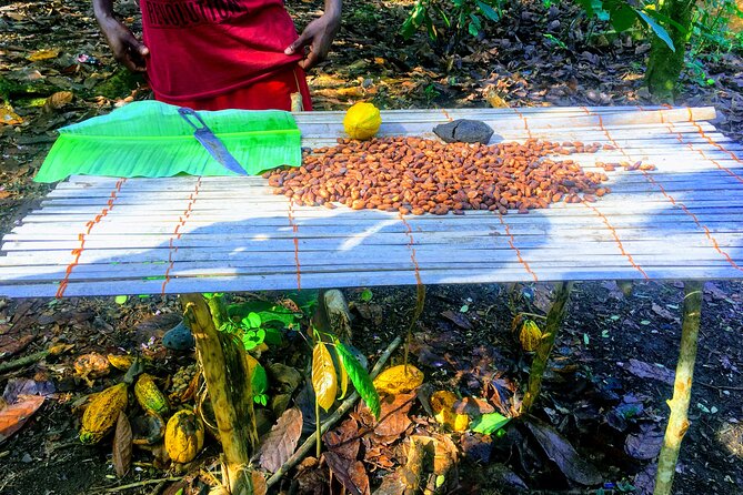 Nature Thrills - Cocoa Farm and Adom Waterfalls