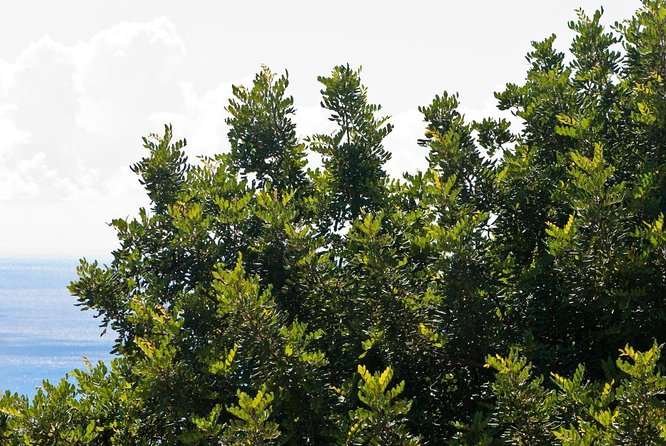 Nature Tour, Pómac Forest With Picnic Breakfast Included. - Key Points