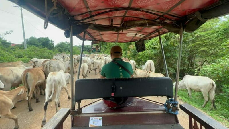 Nature tour through Battambang/Local area and landmarks - A Closer Look at the Tour Experience