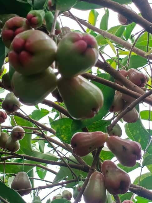 Nature tour through Battambang/Local area and landmarks - FAQs