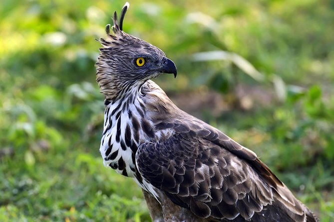 Nature Tour to Udawatte Kele Sanctuary, Kandy From Bentota - Good To Know