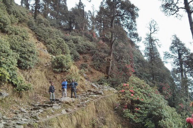 Nature Trekking Near Dharamshala With Lunch - Good To Know