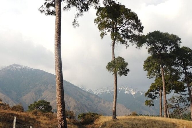 Nature Trekking Near Dharamshala With Lunch - Sum Up