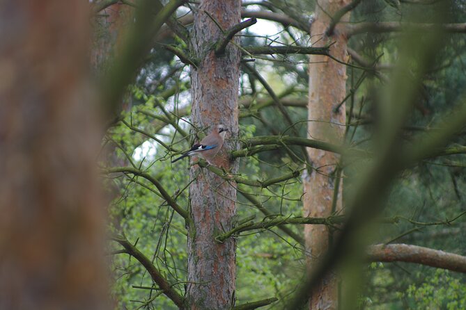 Nature Walk and Wildlife Tour in Sobieszewo Island - Amber Collection Opportunity