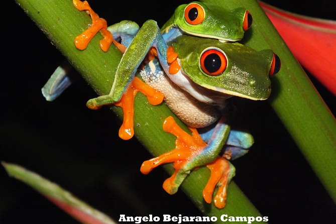 Nature Walk at Mistico Park Hanging Bridges - Discovering Rich Biodiversity and Wildlife