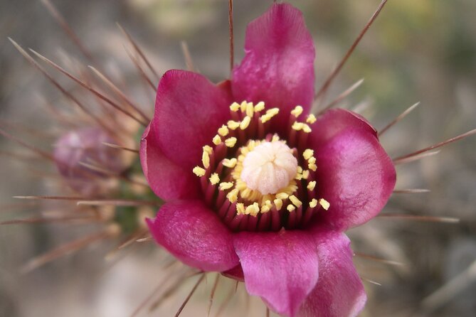 Nature Walk/Hike Tour Near Disneyland: ID Plants & Wildlife - Accessibility and Health Considerations