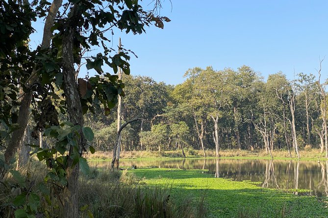Nature Walk in Chitwan Jungle Safari With Guide - Meeting and Pickup