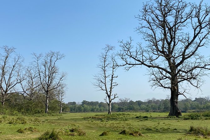 Nature Walk in Chitwan Jungle Safari With Guide - Accessibility and Recommendations