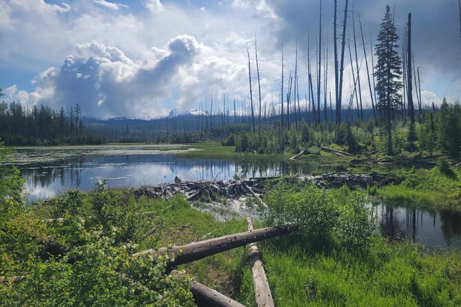 Nature Walk in Glacier National Park - Participant Experiences and Feedback