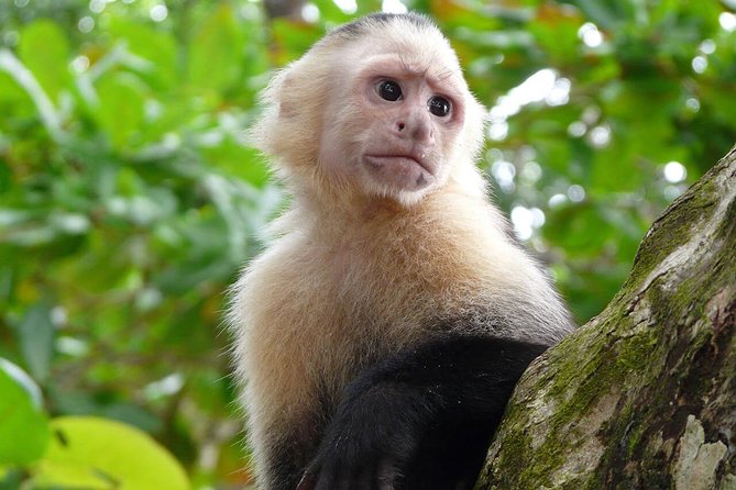 Nature Wildlife Safari Float Tour From La Fortuna-Arenal - Wildlife Spotting Opportunities