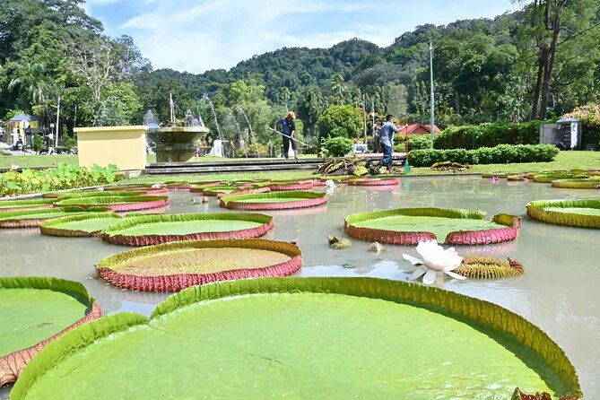NatureTour :PenangHill(FastLane),BotanicGarden,KekLokSi,Ferringhi - Itinerary and Expectations