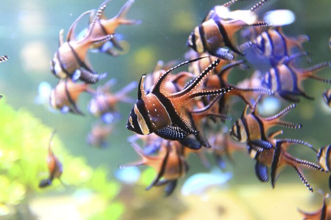 Nausicaá National Sea Center: Full-Day Entry Ticket - Planning Your Visit