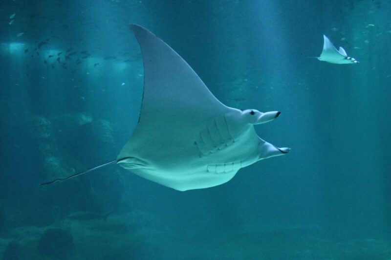 Nausicaa National Sea Center: Full-Day Entry Ticket - Practical Information