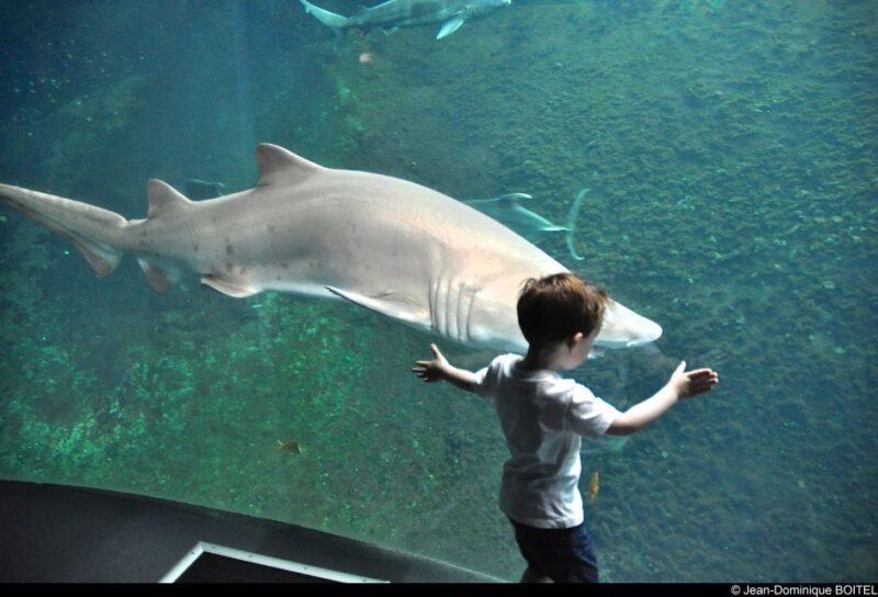 Nausicaa National Sea Center: Full-Day Entry Ticket - Booking and Cancellation