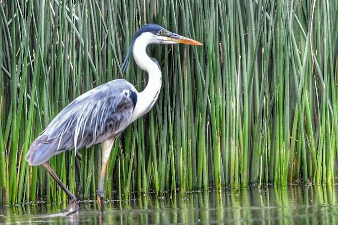 Nautical Safari in Tigre - Stunning Landscapes and Flora