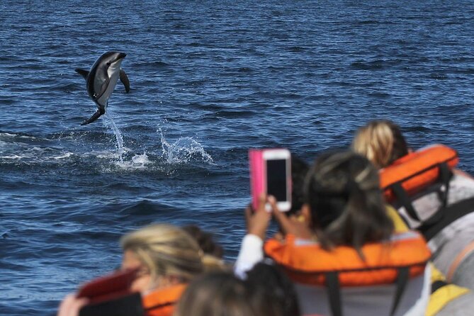 Nautical Tour and Dolphin Search in Puerto Madryn - Key Points