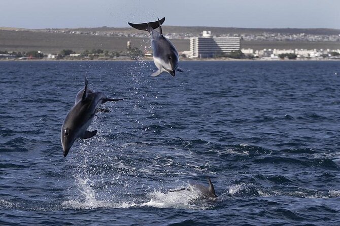 Nautical Tour and Dolphin Search in Puerto Madryn - Included Amenities