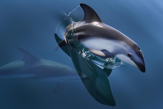 Nautical Tour and Dolphin Search in Puerto Madryn - Marine Life Spotting