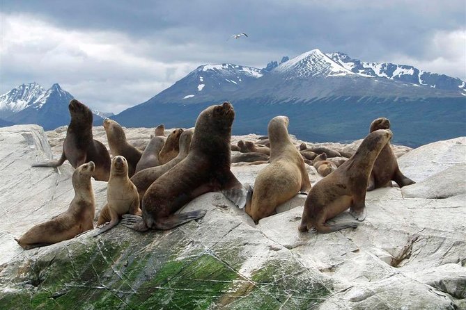 Navigation Beagle Channel Isla De Lobos - Tour Logistics and Accessibility