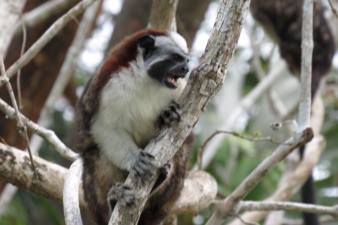 Navigation in the Panama Canal, Gatun Lake and Sloth Sanctuary - Exploring Gatun Lake
