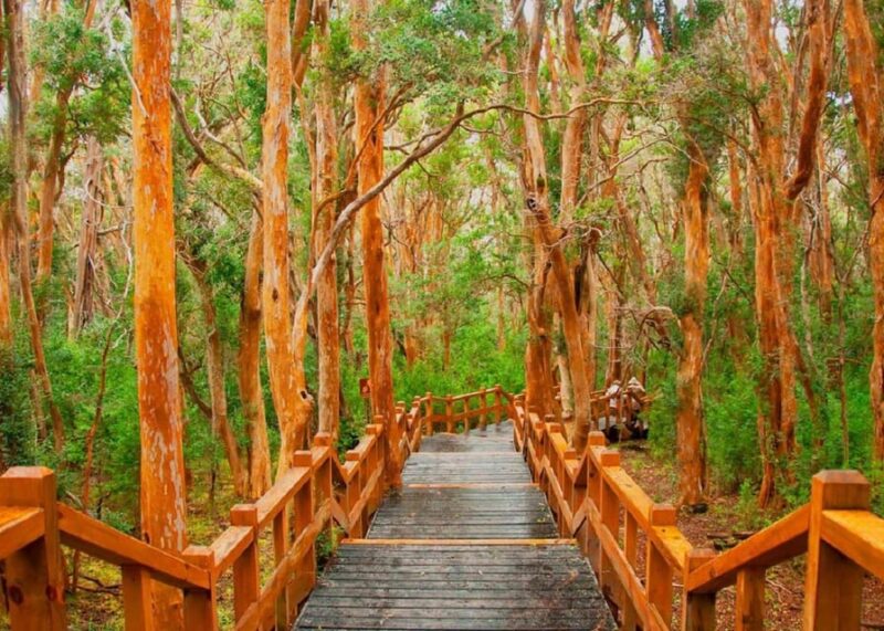 Navigation Through Victoria Island and Arrayanes Forest - Accessibility
