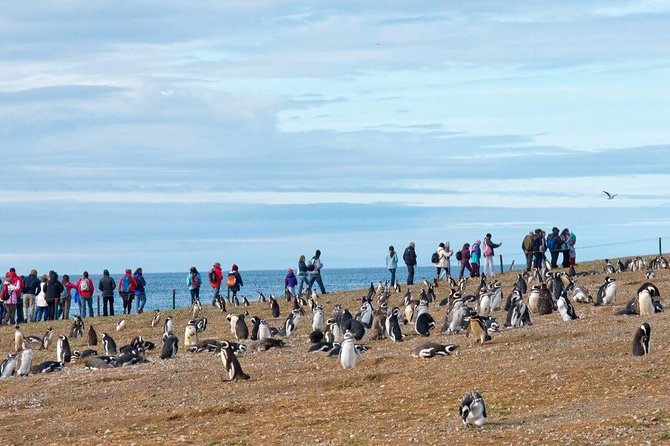 Navigation to South Fjords & Magdalena Island - Tour Highlights