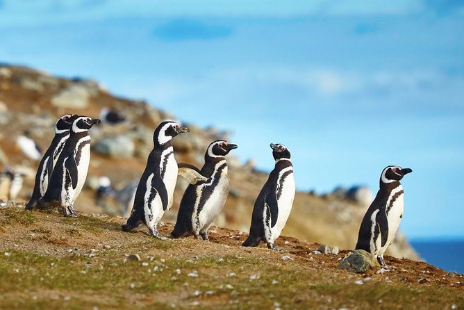 Navigation to South Fjords & Magdalena Island - What to Expect