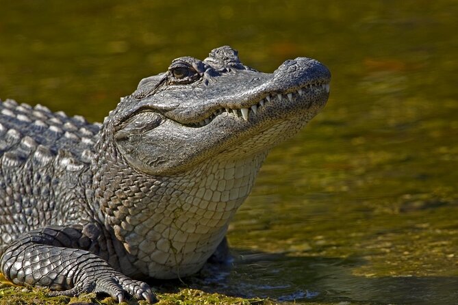 Nawlins Luxury: Large Airboat Swamp Tour With Transportation - Inclusions and Booking