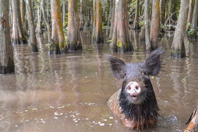 Nawlins Luxury: Large Airboat Swamp Tour With Transportation - Host Responsiveness and Feedback