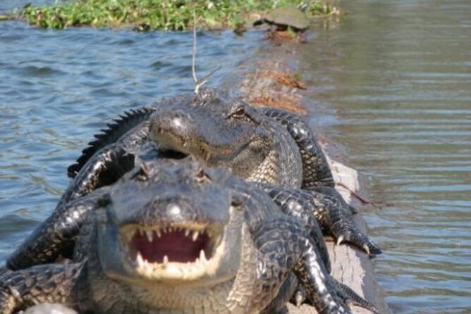 Nawlins Luxury: Pontoon Boat Swamp Tour With Transportation - Wildlife Encounters