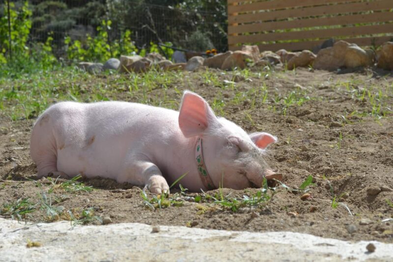 Naxos: Cooking Class, Animal Farm Experience With Meal - Booking Information