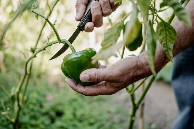 Naxos: Cooking Experience Near Kouros, Tour and Live Music - Booking and Cancellation
