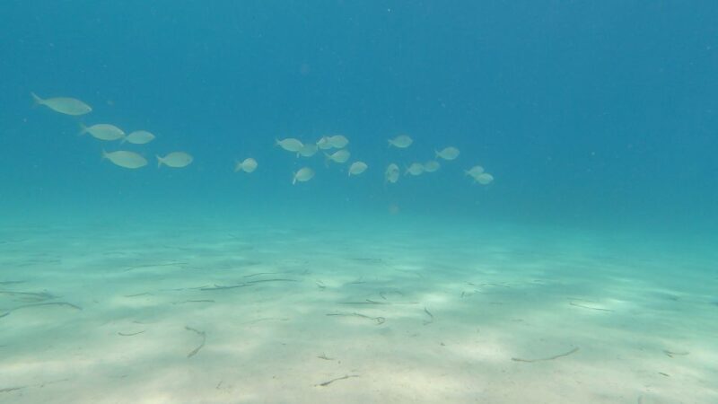 Naxos: Discover Scuba Diving on Agios Georgios Beach - Instructors and Dive Depth