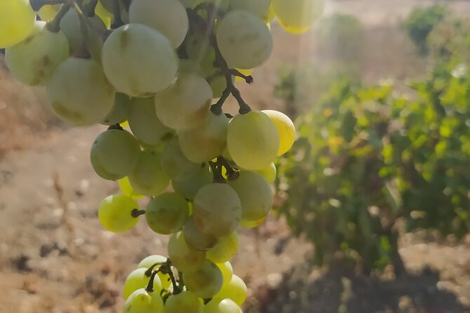 Naxos Farm Experience - Key Points